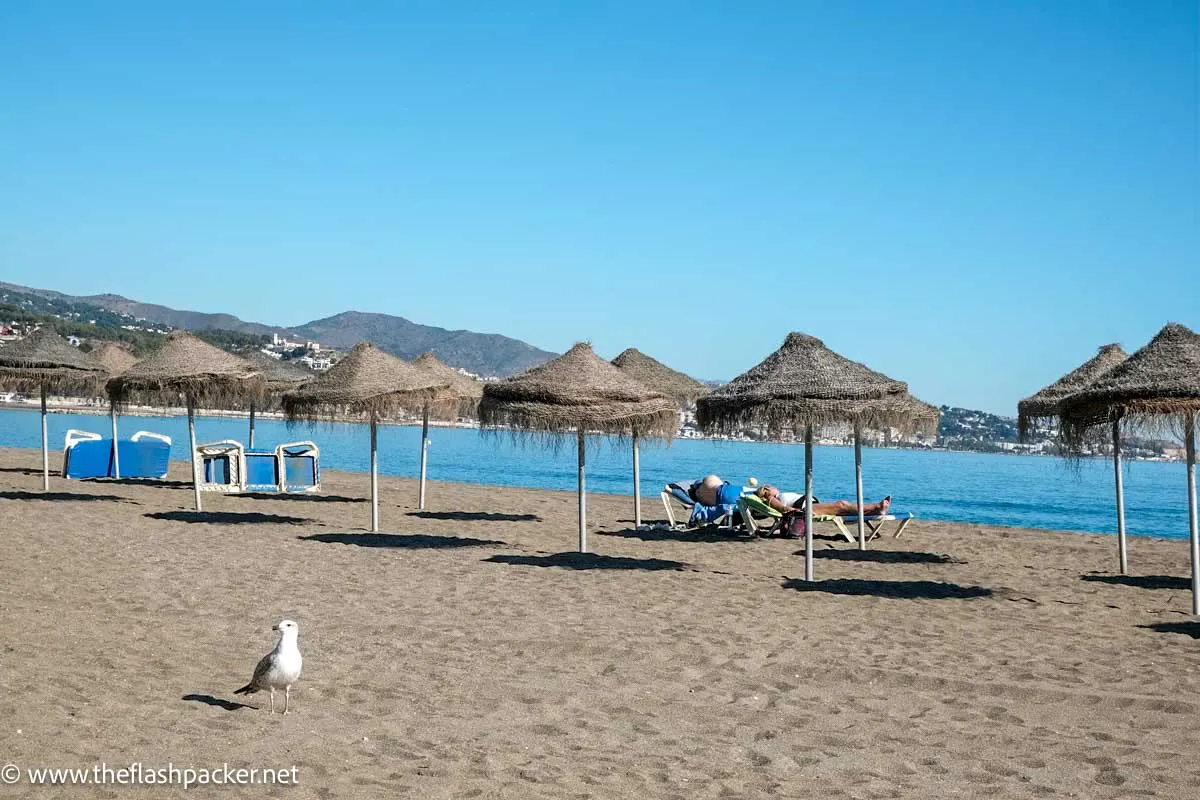 One Day in Málaga: A Free Self-Guided Walking Tour 14 seagull and two people sunbathing on beach lined with umbrellas