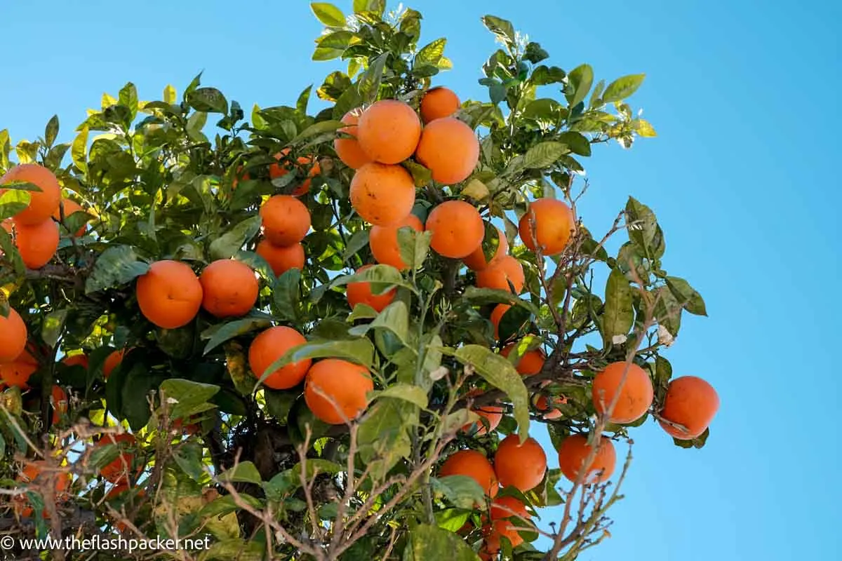 One Day in Málaga: A Free Self-Guided Walking Tour 13 oranges on tree
